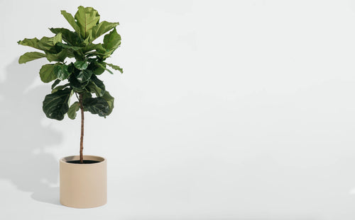 Cylinder Plant Pot