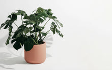 Carver Cylinder Plant Pot